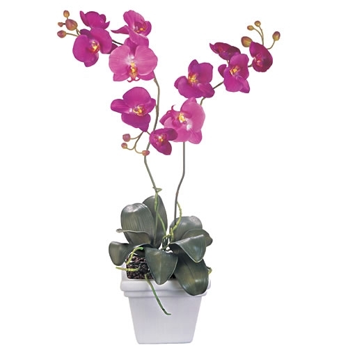 Orchidėjų šaknys orchideju-saknys