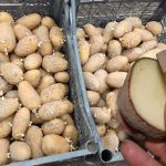 Bulvių paruošimas sodinimui: ką reikia padaryti likus mėnesiui iki sodinimo. Trys svarbūs veiksmai