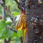 sakai-ant kamieno-51